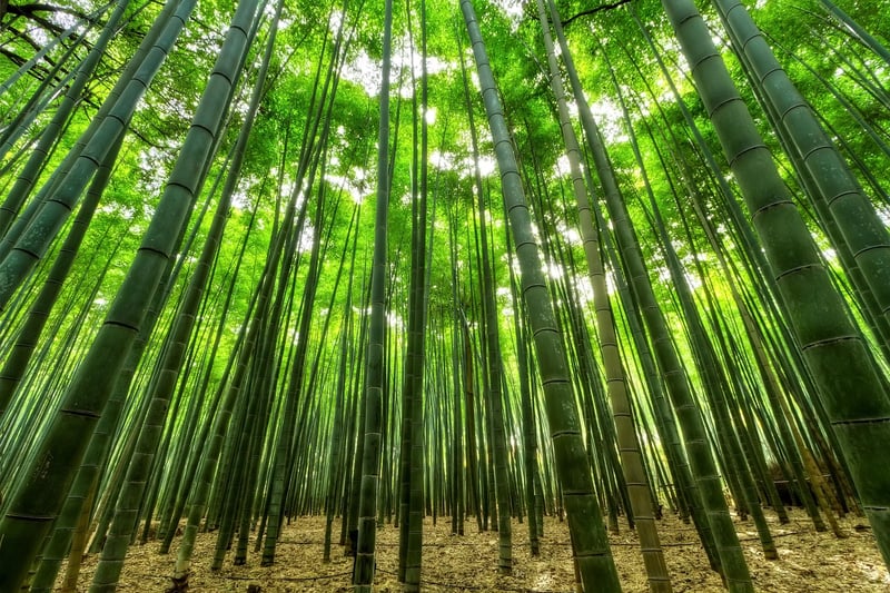 Bamboo Accessories