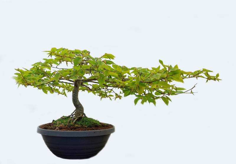 Bonsai Trees