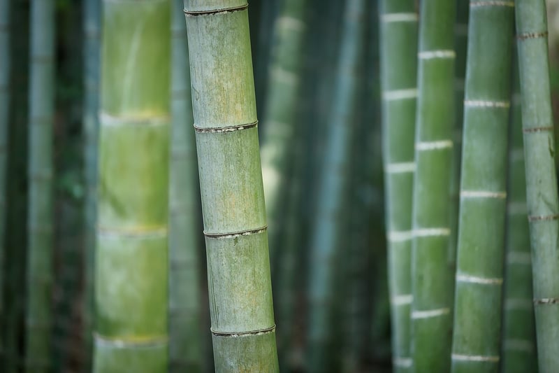 Bamboo Kitchenware